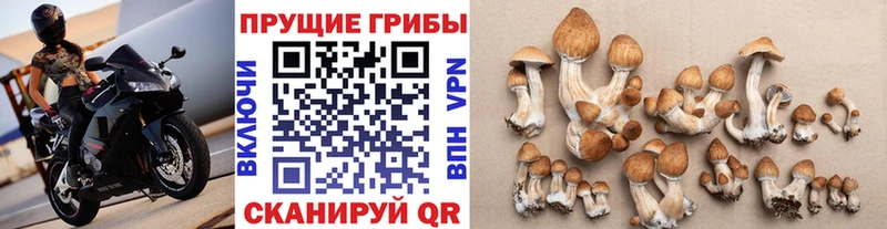 Псилоцибиновые грибы Psilocybe  Кяхта 